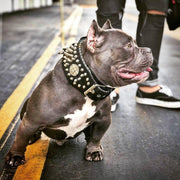 'Imperium'' hand stitched 8 cm wide show collar