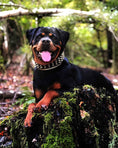Load image into Gallery viewer, The "Gold Giant" collar
