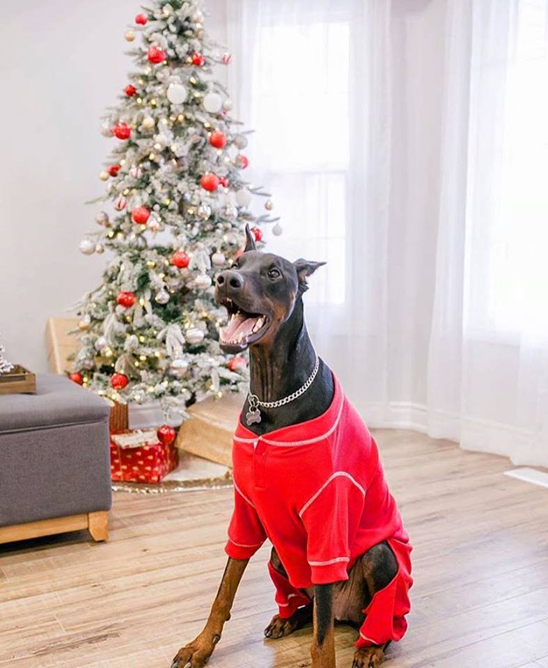 Red Thermal Pajamas - Southlake Paws