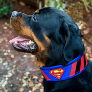 Superdog Collar 