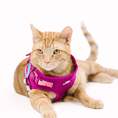 Load image into Gallery viewer, Joana Cat Harness & Leash Set
