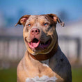 Load image into Gallery viewer, Plain "Style" collar brown

