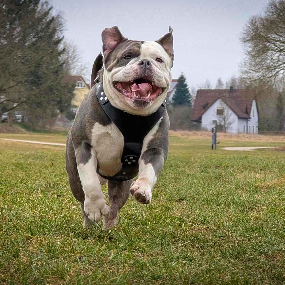 The ''Style'' harness Black