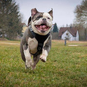 The ''Style'' harness Black