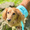 Load image into Gallery viewer, HARNESS - SUNSHINE BABE
