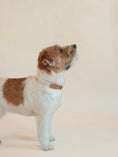 Load image into Gallery viewer, Lilco Braided-Collar | Moonbeam

