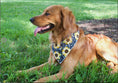 Load image into Gallery viewer, Sunflower on Black Dog Bandana
