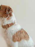 Load image into Gallery viewer, Lilco Braided-Collar | Moonbeam
