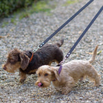 Orange Desert Dog Leash