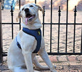 Load image into Gallery viewer, EcoBark Navy Dog Harness - Over-the-Head Soft Mesh Dog Vest Halter for Small to Medium Dogs and Puppies
