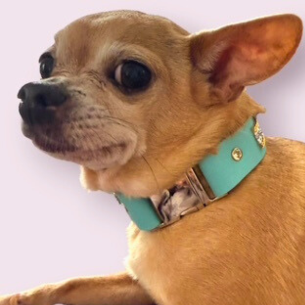 The Monte Carlo Collar in Sniffany Blue - image 4