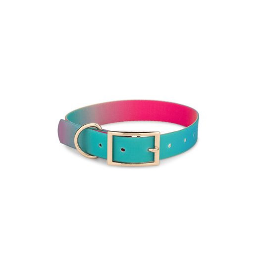 Pippa Dog Collar