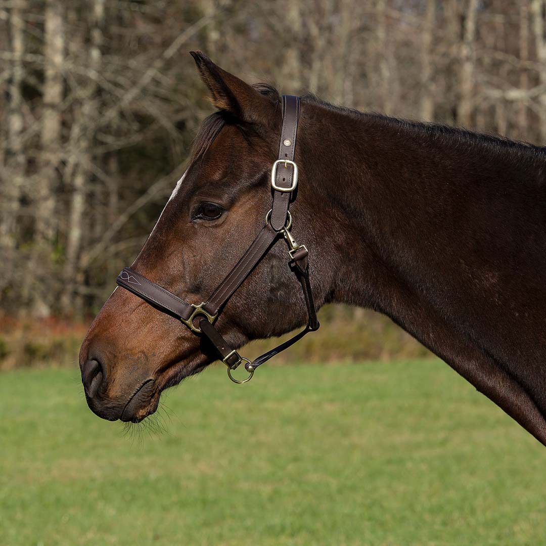 Henri de Rivel Pro Fancy Padded Rolled Throat Triple Stitched Halter - image 2