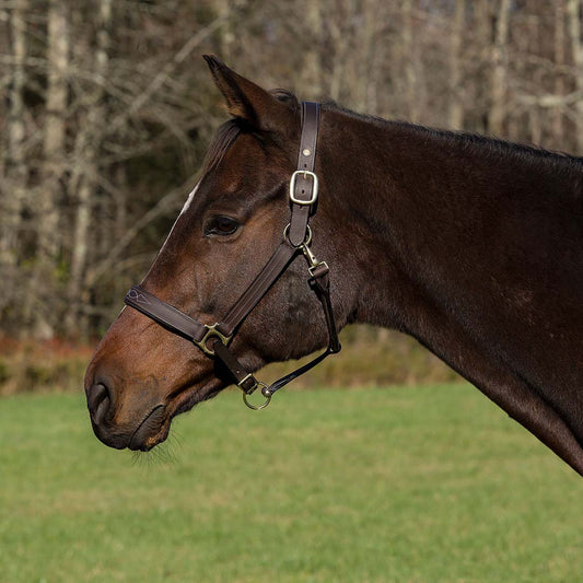 Henri de Rivel Pro Fancy Padded Rolled Throat Triple Stitched Halter - image 2