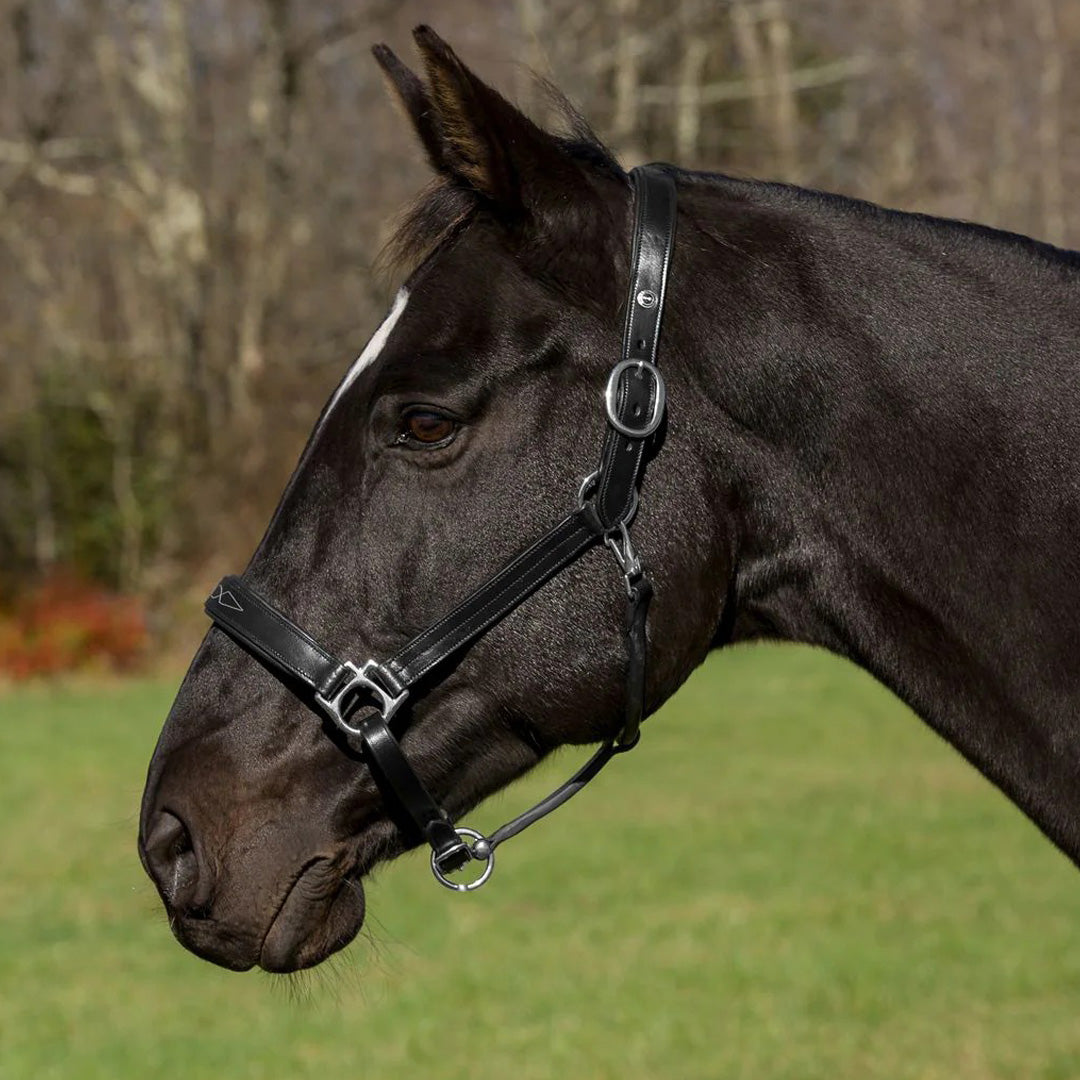 Henri de Rivel Pro Fancy Padded Rolled Throat Triple Stitched Halter - image 3