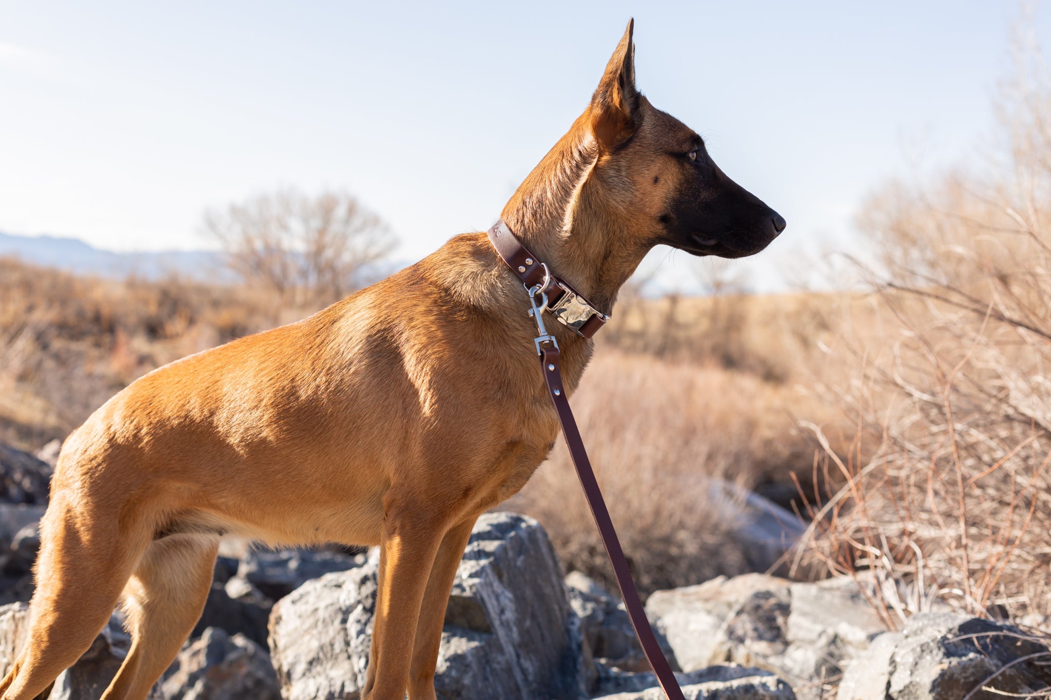 Modern Style Quick-Release Chocolate Leather Dog Collar - image 4