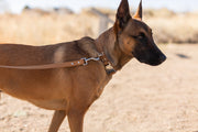 Modern Style Quick-Release Khaki Leather Dog Collar