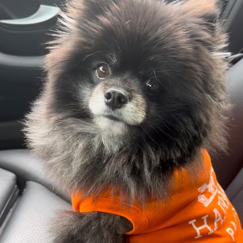Hairmes Paris Designer Dog T-Shirt 