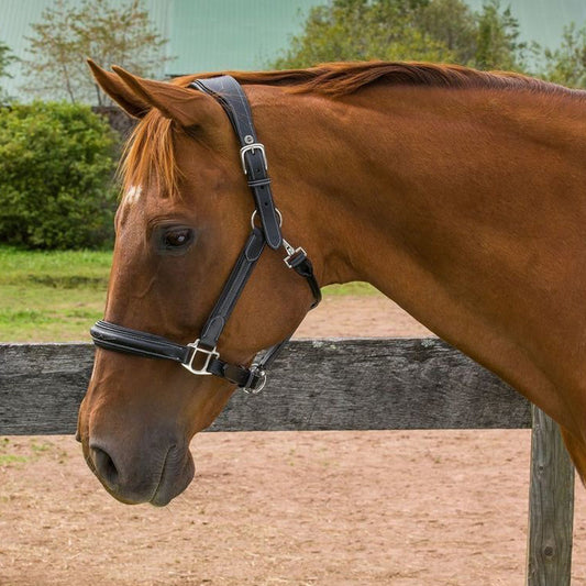 Henri de Rivel Stress Free Halter With Fancy Contrast Stitching - image 2