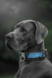 The ''Morelia Python'' collar 