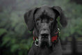 Load image into Gallery viewer, The ''Red Dragon'' collar
