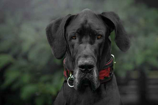 The ''Red Dragon'' collar