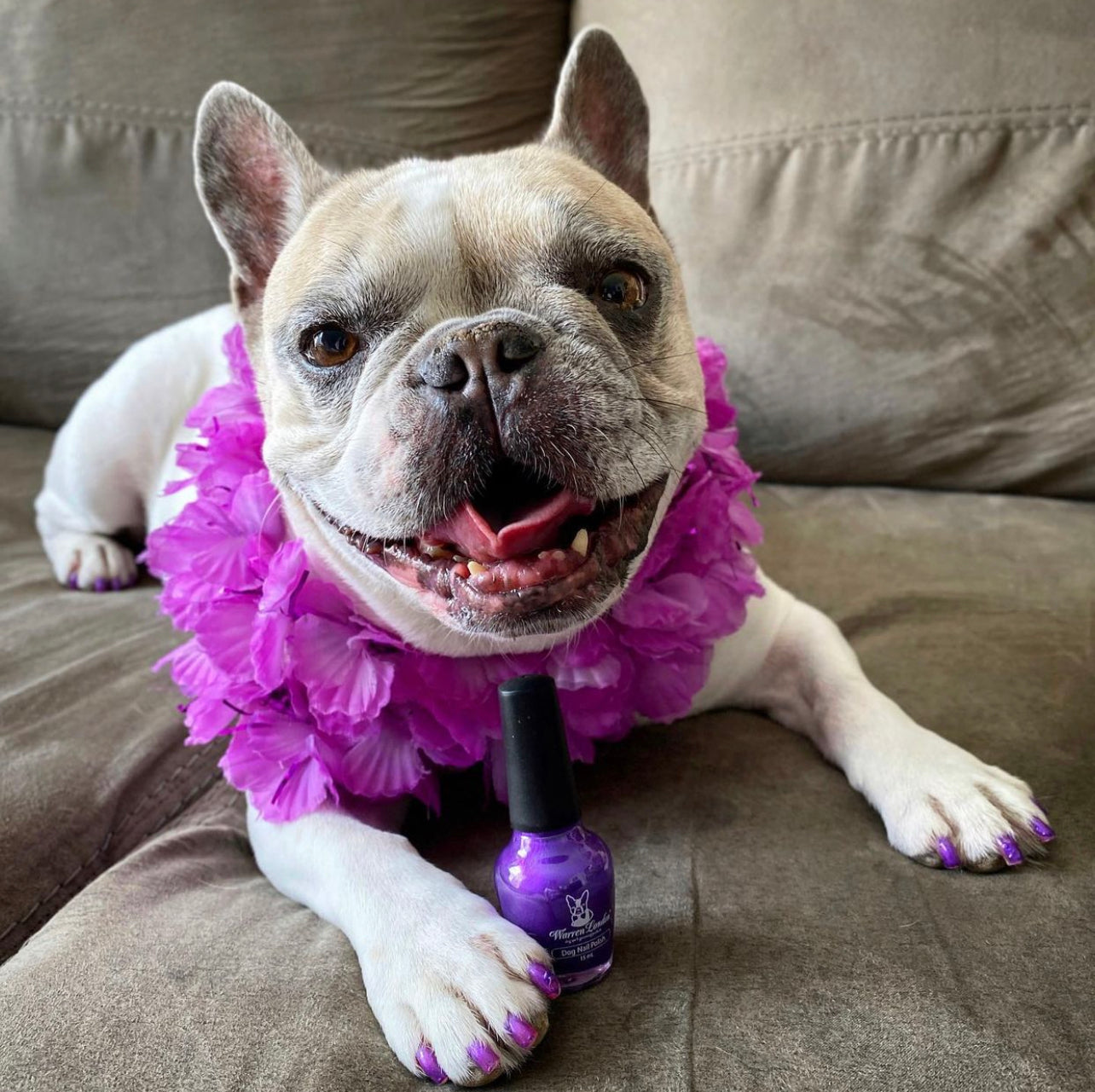 Dog Nail Polish - Polish Bottles with Brush