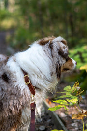 Full Leather Dog Collar 