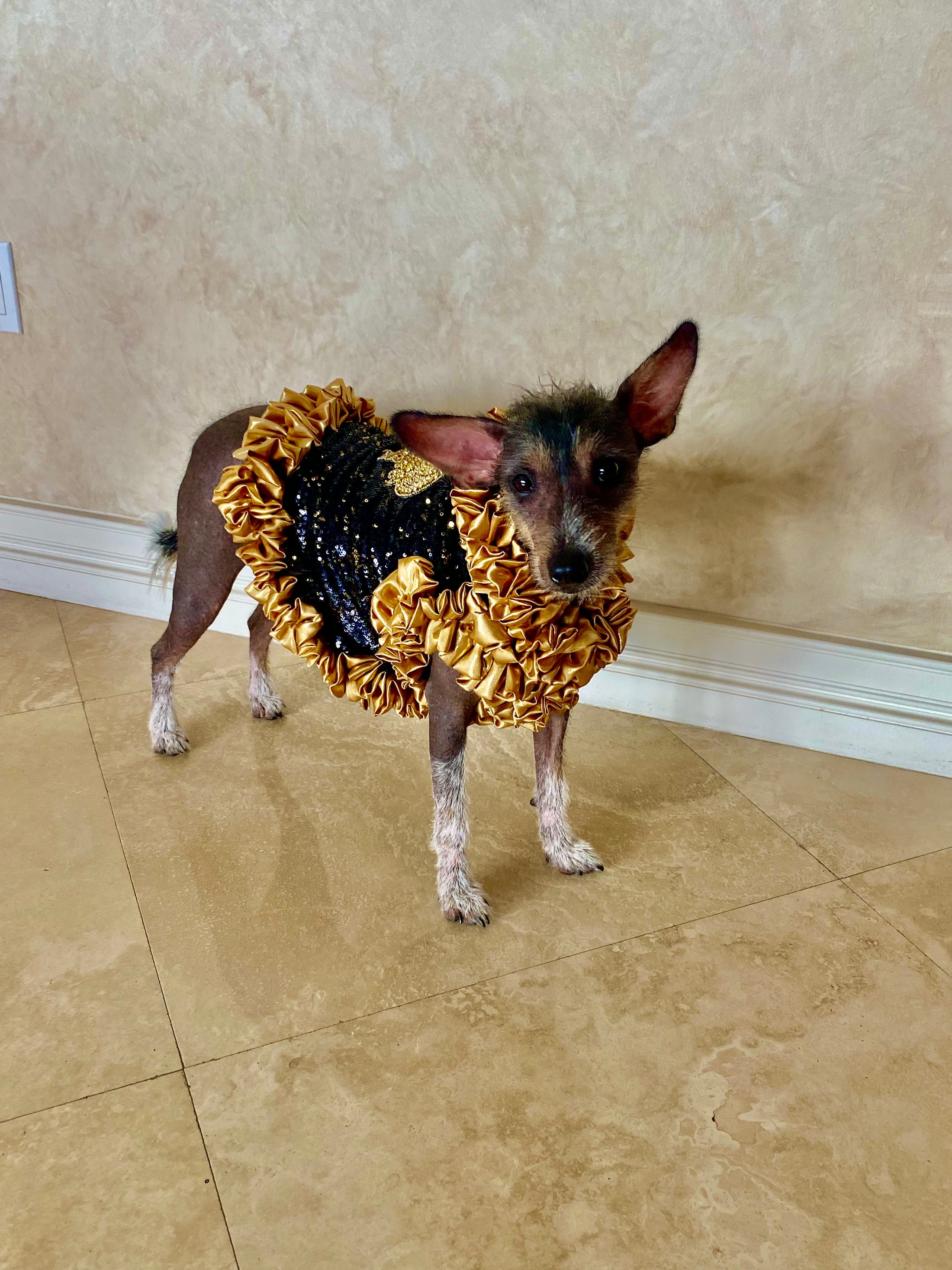 C’Mimi Designer Couture “Cleopatra” Dog Party Dress - Southlake Paws