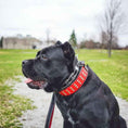 Load image into Gallery viewer, "Star" collar
