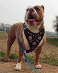 Load image into Gallery viewer, The "Maximus" harness black & gold
