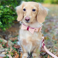 Load image into Gallery viewer, COLLAR - LUSCIOUS BOW
