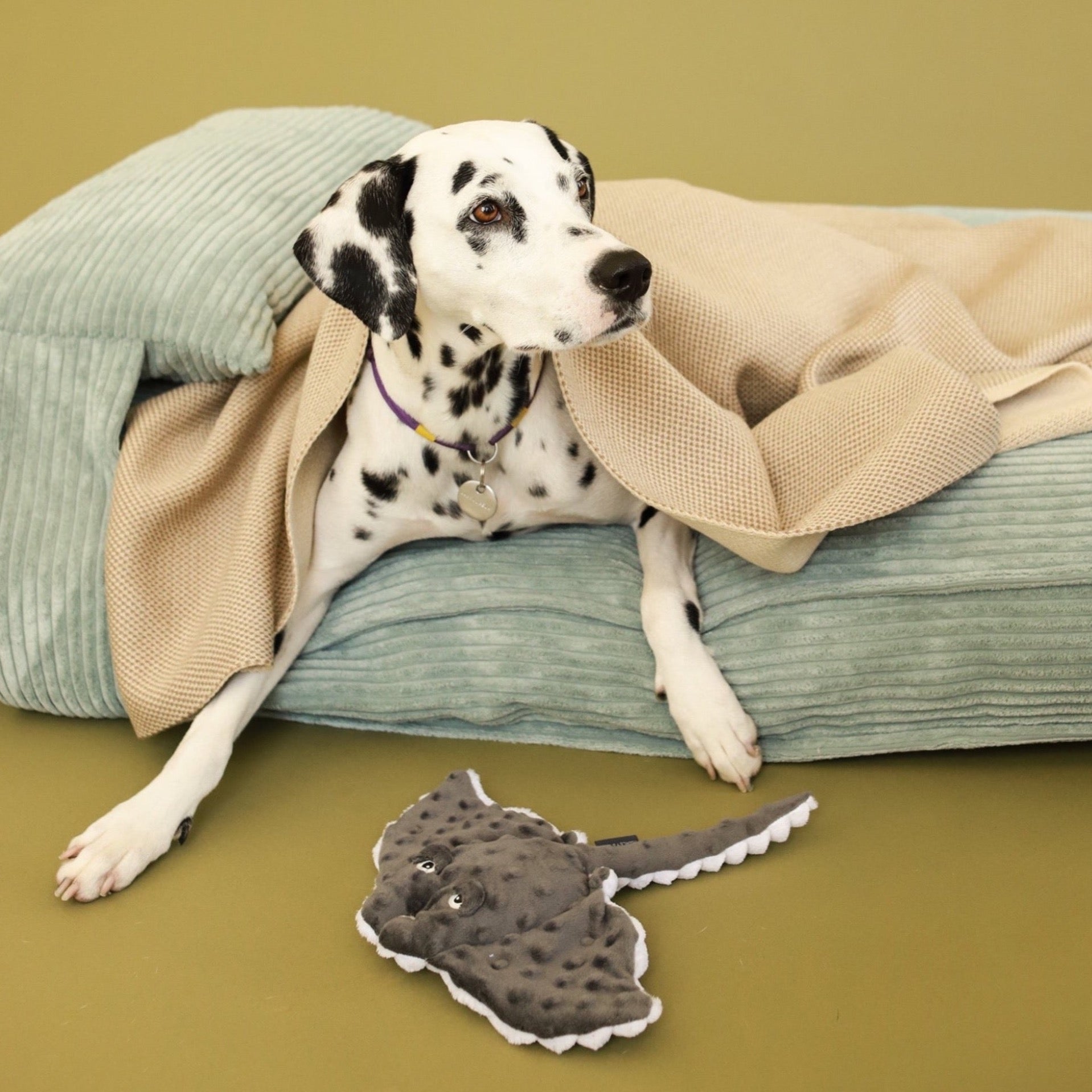 Pet Toy - Stingray - Southlake Paws