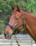 Load image into Gallery viewer, Magna Halter ™ in Black With Leather Breakaway

