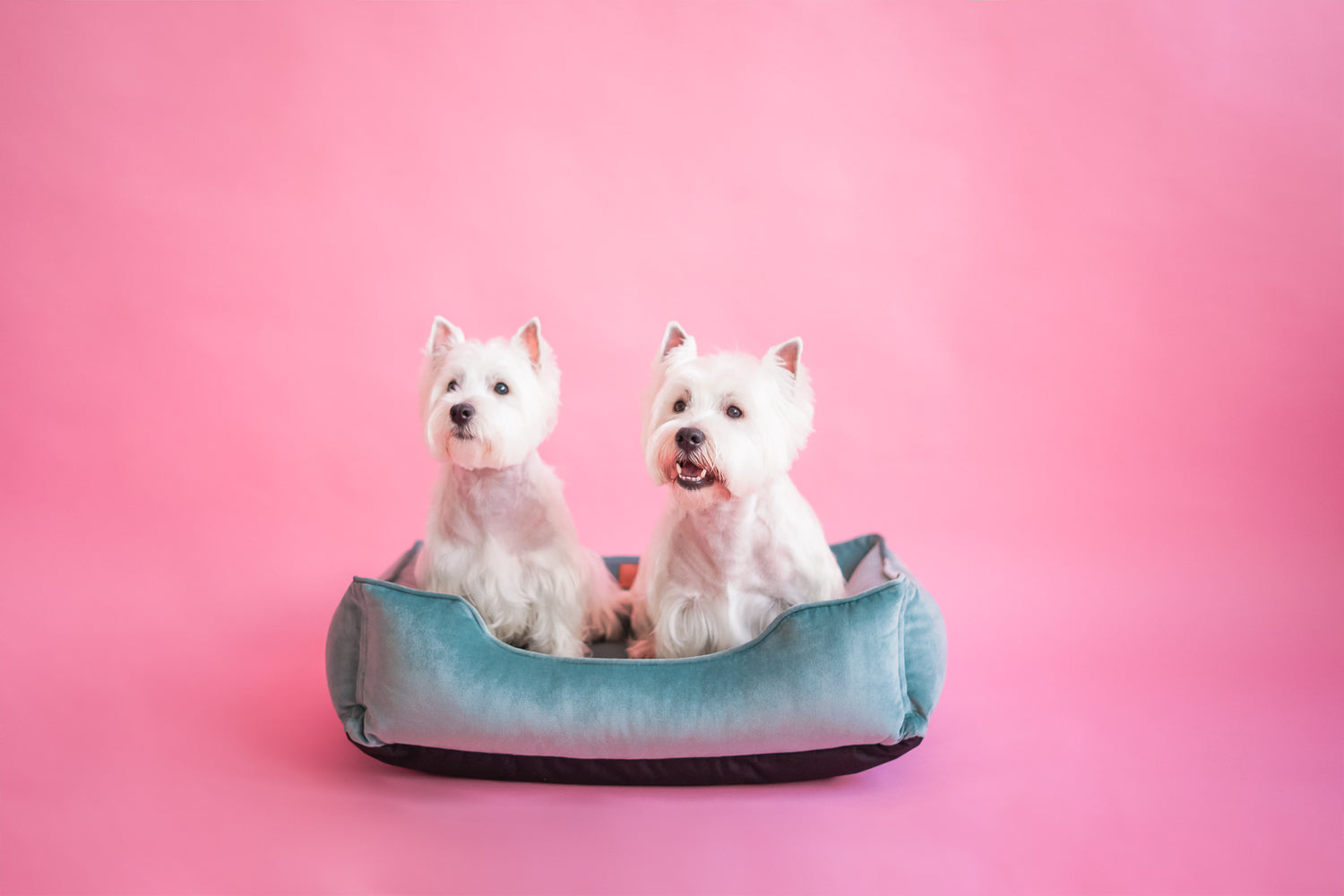 Velvet Dog Bed Dreamer - Southlake Paws