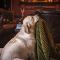 Load image into Gallery viewer, Scout Blankie Double-Sided Plush Dog Blanket - image 15
