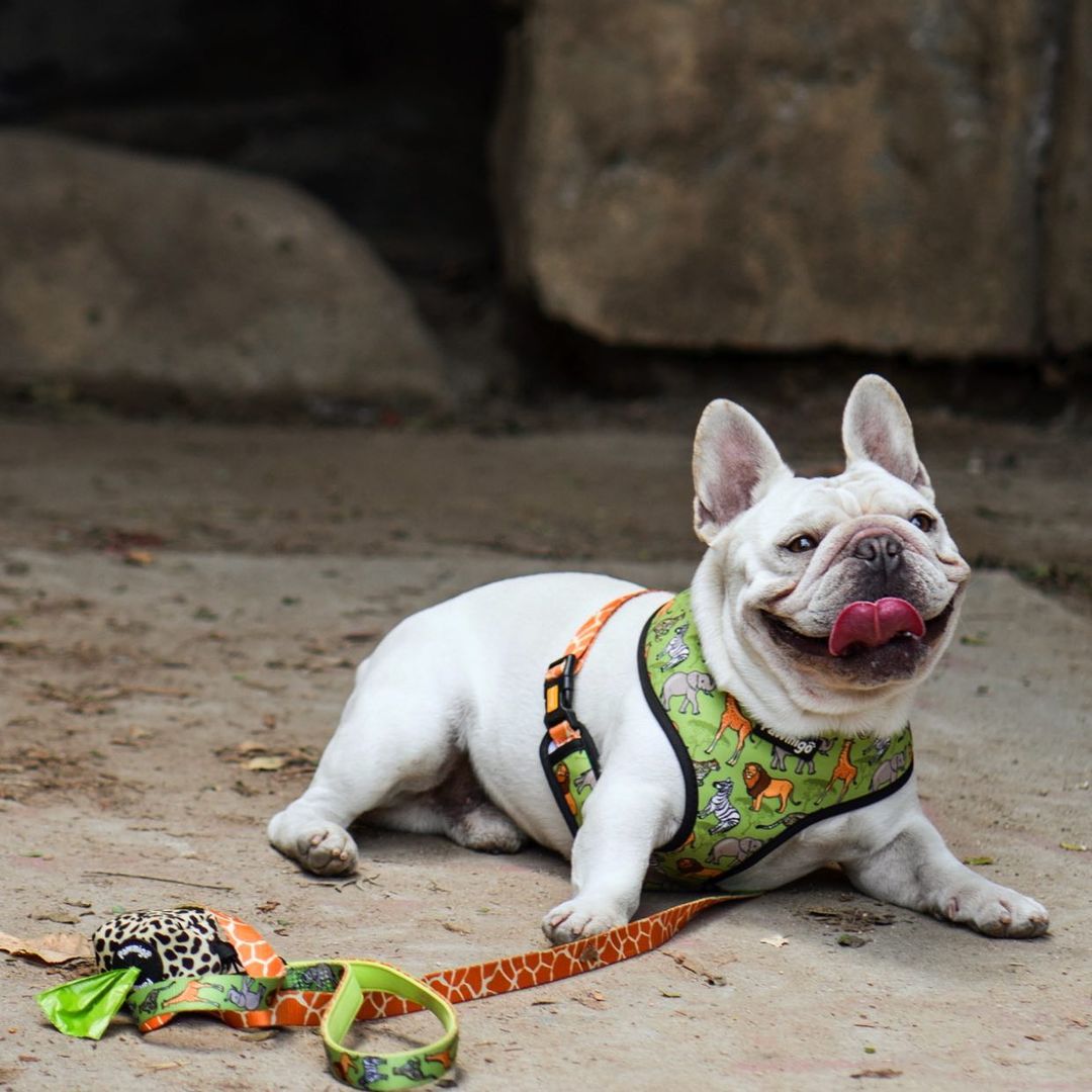 Wild Thing Reversible Harness - Southlake Paws