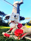 Load image into Gallery viewer, HARNESS - MELTING HEARTS
