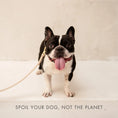Load image into Gallery viewer, Collar - Air Tag Enabled - Vegan Leather - Cupertino Nina Woof
