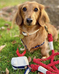 Load image into Gallery viewer, LEASH - HOT MARINE
