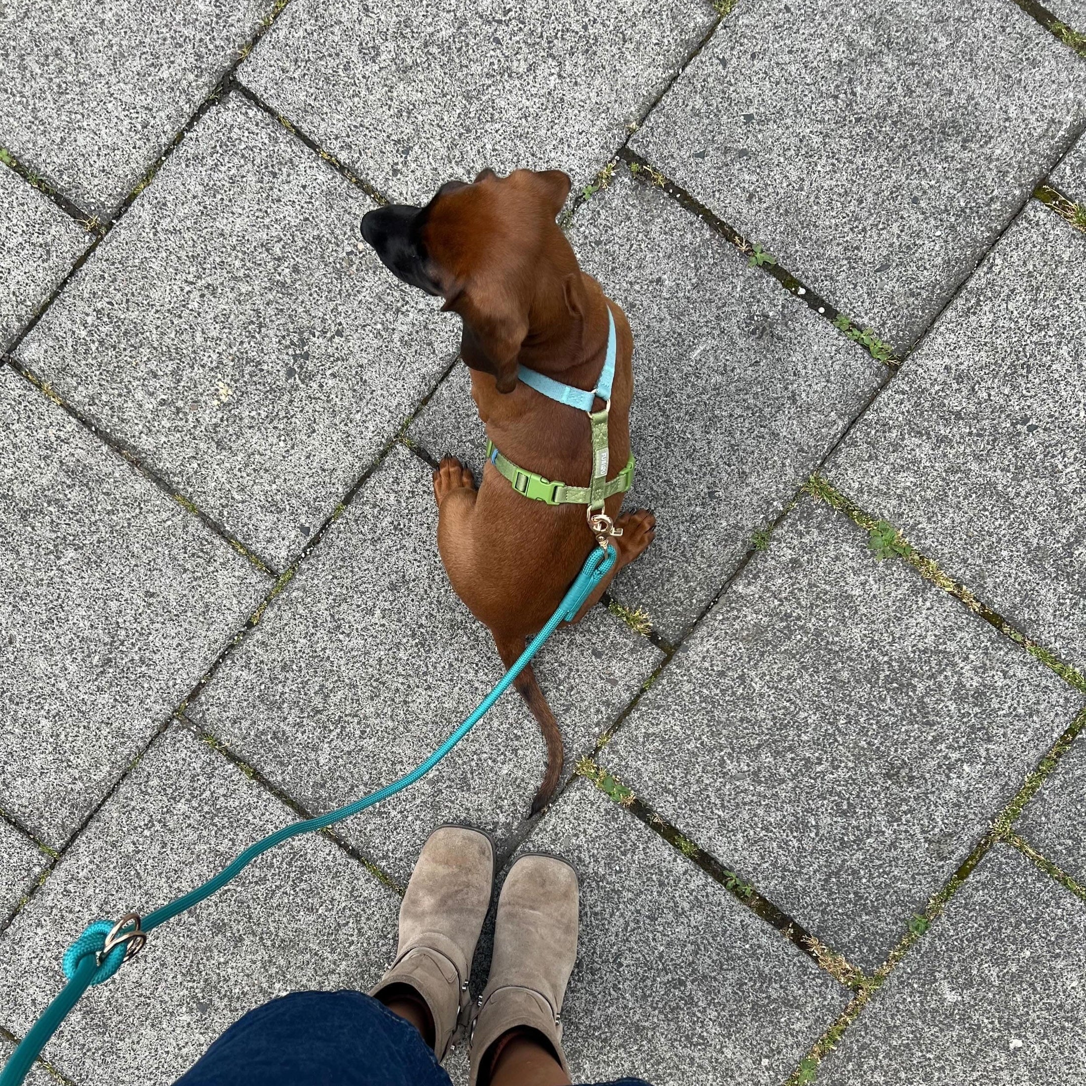 Blue and Green - Dog Harness