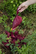 Load image into Gallery viewer, Plant Based Compostable Waste Bags - Southlake Paws
