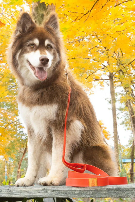 Scarlet Peaks Waterproof Leash - Southlake Paws
