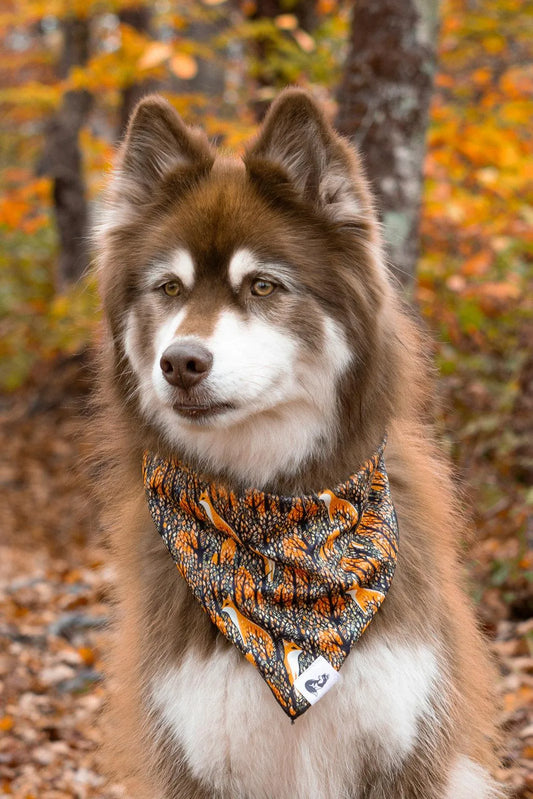 Foxes in Fall Dog Bandana - Southlake Paws