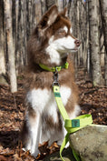 Load image into Gallery viewer, Mossy Pine Waterproof Leash - Southlake Paws
