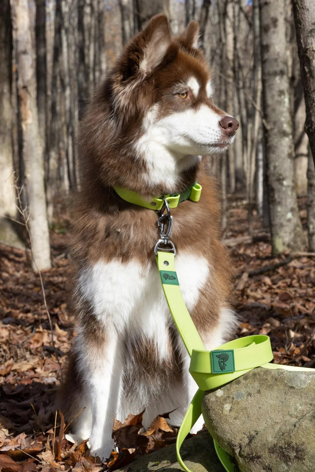 Mossy Pine Waterproof Leash - Southlake Paws