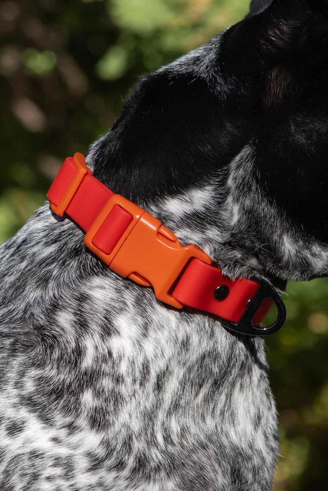 Scarlet Peaks Waterproof Dog Collar - Southlake Paws
