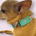 Load image into Gallery viewer, The Monte Carlo Collar in Sniffany Blue - image 6
