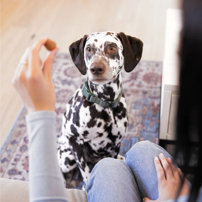 GREENIES Cheese Flavored Capsule Pill Pockets 