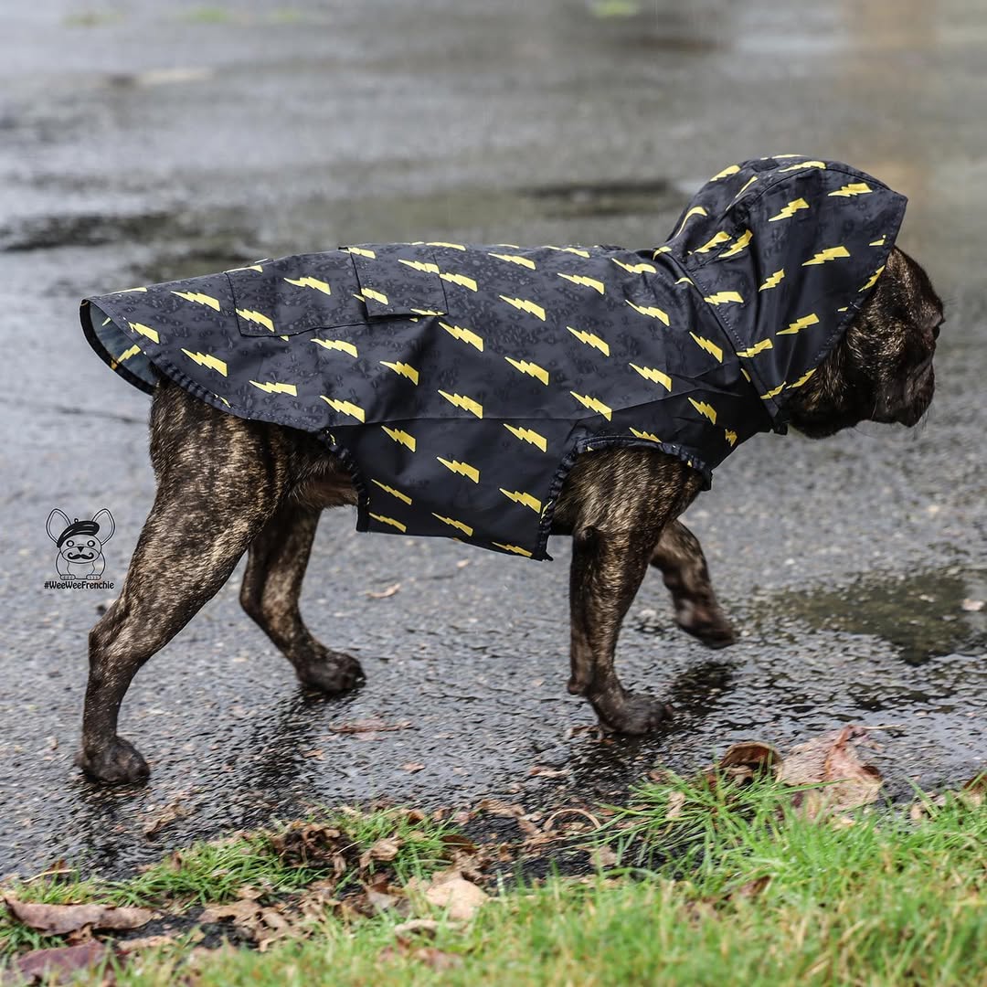 Pawgwarts Poncho - Southlake Paws